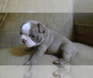 Boston Terrier Puppy for sale in KANSAS CITY, MO, USA