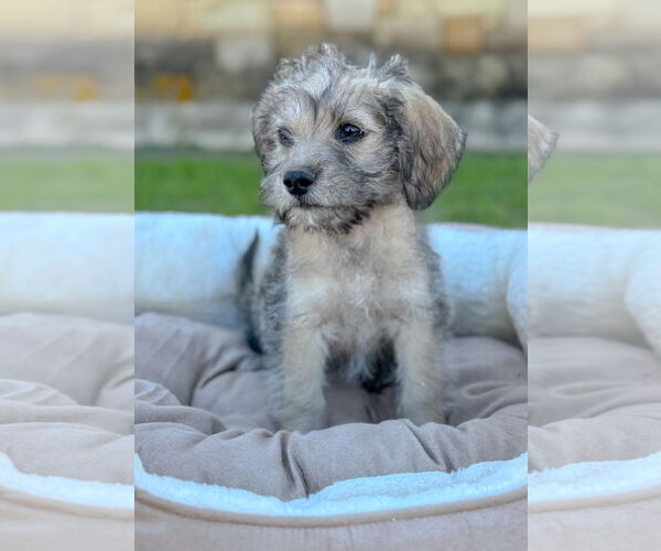 Medium Photo #3 Mutt Puppy For Sale in PIPE CREEK, TX, USA