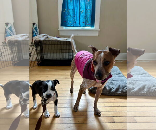 Medium Photo #5 Mutt Puppy For Sale in New London, WI, USA