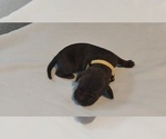 Small Photo #1 Vizsla-Weimaraner Mix Puppy For Sale in CUMMING, GA, USA