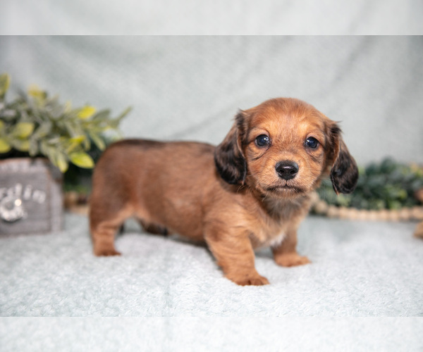 Medium Photo #1 Dachshund Puppy For Sale in NAPPANEE, IN, USA