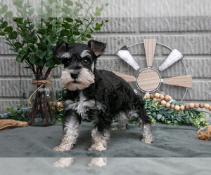 Medium Schnauzer (Miniature)