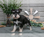 Puppy Benji Schnauzer (Miniature)