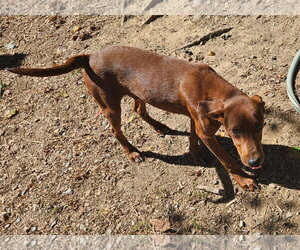 Finn - Male Feist Terrier-Unknown Mix Dog for Adoption - Photo #3