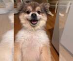 Small #1 Pomeranian