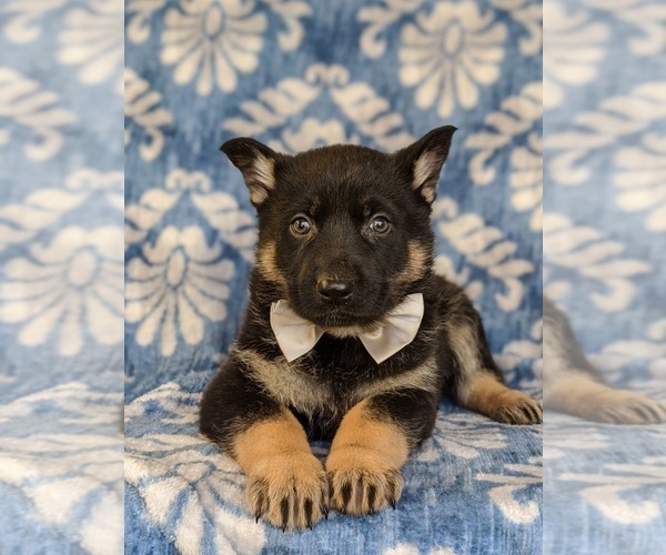 Medium Photo #6 German Shepherd Dog Puppy For Sale in CHRISTIANA, PA, USA