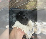 Small #1 Poodle (Standard) Mix