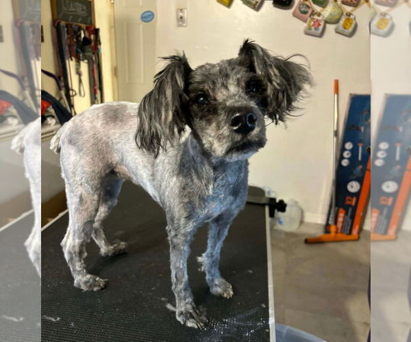 Medium Photo #4 Poodle (Miniature)-Unknown Mix Puppy For Sale in Fenton, MO, USA