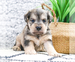 Small Photo #31 Schnauzer (Miniature) Puppy For Sale in SYRACUSE, IN, USA