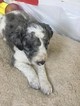 Small Photo #2 Australian Shepherd-Labradoodle Mix Puppy For Sale in MIDDLETOWN, RI, USA
