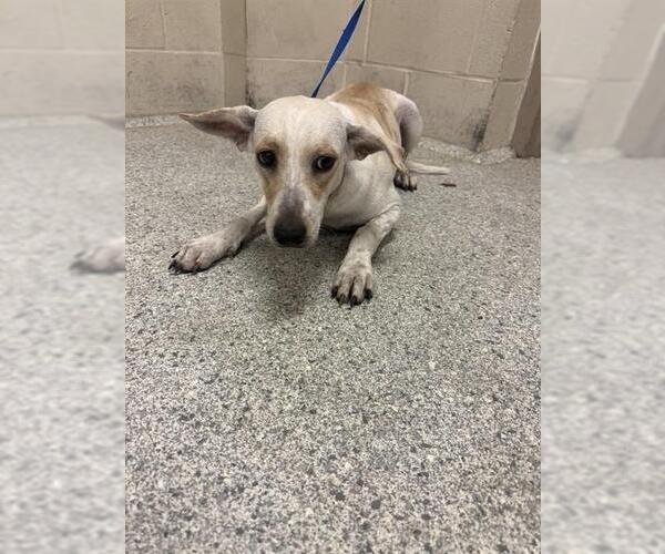 Medium Photo #1 Mutt Puppy For Sale in Conroe, TX, USA