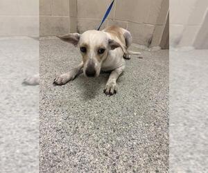 Mutt Dogs for adoption in Conroe, TX, USA