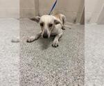 Small Mutt