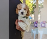 Small #3 Cockalier-Poodle (Toy) Mix