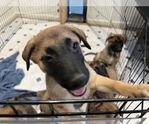 Belgian Malinois-Border Collie Mix Puppy for Sale in DISCOVERY BAY, California USA