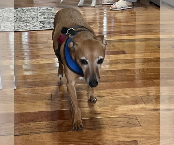 Medium Photo #4 Italian Greyhuahua Puppy For Sale in Garner, NC, USA