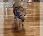 Small #3 Italian Greyhuahua