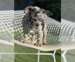 French Bulldog Puppy for sale in LOS ALTOS, CA, USA