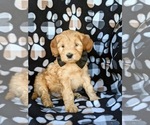 Small Photo #3 Labradoodle Puppy For Sale in WILLOW STREET, PA, USA