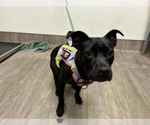 Australian Kelpie Dogs for adoption in Pasadena, CA, USA