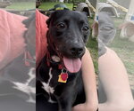 Small #14 Labrador Retriever Mix