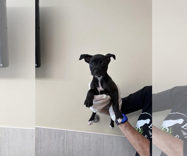 Medium Photo #4 Boxer-Unknown Mix Puppy For Sale in Pompano Beach , FL, USA