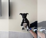 Small #3 Boxer Mix