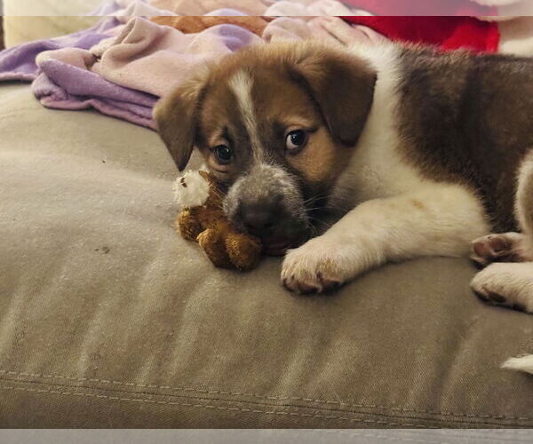 Medium Photo #2 Shepradors Puppy For Sale in Princeton, MN, USA