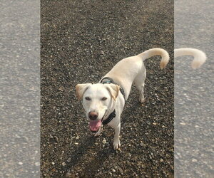 George (TX) - Male Labrador Retriever-Unknown Mix Dog for Adoption - Photo #12