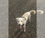 Small #11 Labrador Retriever Mix