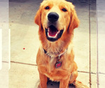 Small Photo #1 Golden Retriever Puppy For Sale in AVONDALE-GOODYEAR, AZ, USA
