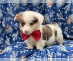 Small Photo #7 Pembroke Welsh Corgi Puppy For Sale in LAKELAND, FL, USA