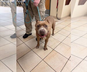 American Pit Bull Terrier Dogs for adoption in Virginia Beach, VA, USA