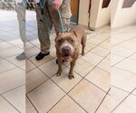 Small American Pit Bull Terrier