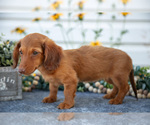 Puppy Margie Dachshund