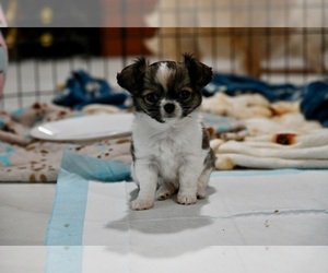Chihuahua Puppy for Sale in OAKLAND PARK, Florida USA