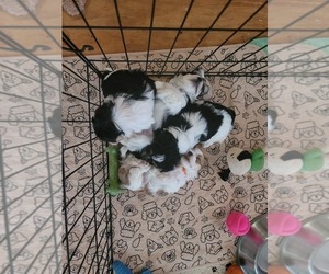 Morkie Puppy for sale in CHICKASHA, OK, USA