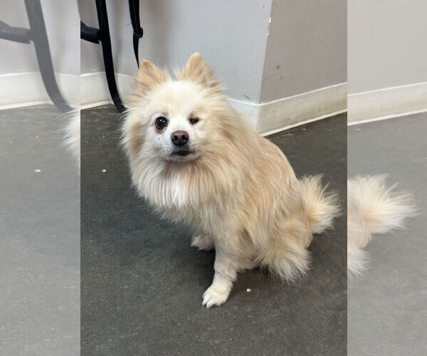 Medium Photo #1 Pomeranian Puppy For Sale in Rockaway, NJ, USA