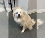 Small Pomeranian