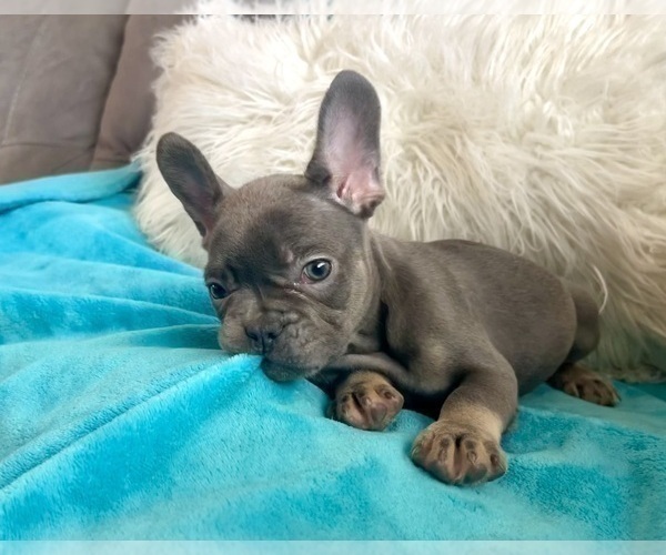 Medium Photo #16 French Bulldog Puppy For Sale in CORPUS CHRISTI, TX, USA