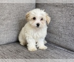 Small Photo #6 Morkie Puppy For Sale in ATL, GA, USA