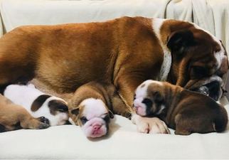 Mother of the English Bulldog puppies born on 02/04/2018
