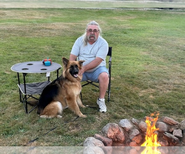 Medium Photo #13 German Shepherd Dog Puppy For Sale in LA FAYETTE, NY, USA