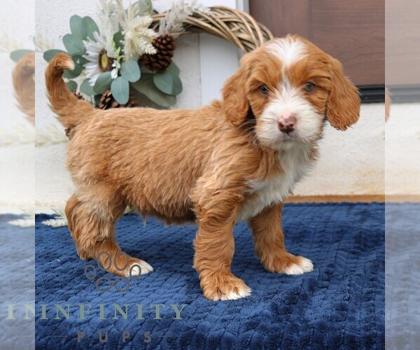 Medium Photo #2 Goldendoodle (Miniature) Puppy For Sale in NARVON, PA, USA