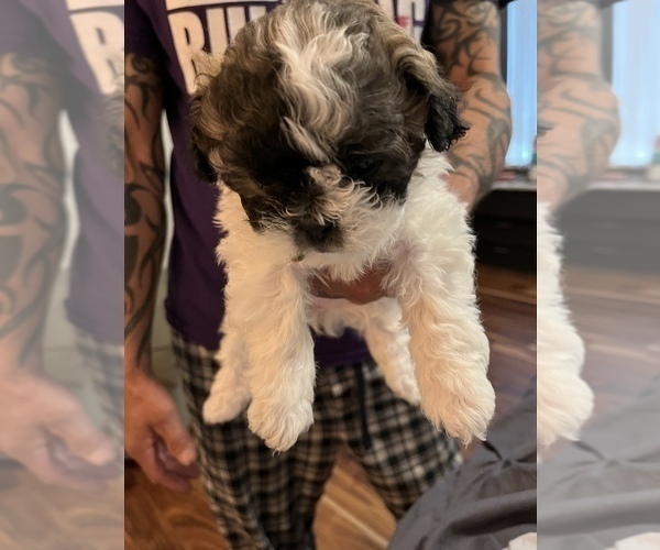 Medium Photo #1 Mal-Shi Puppy For Sale in PORTERVILLE, CA, USA