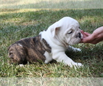 Small Photo #7 English Bulldog Puppy For Sale in HEFLIN, LA, USA