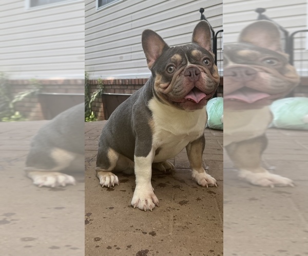 Medium Photo #1 French Bulldog Puppy For Sale in PARAGOULD, AR, USA