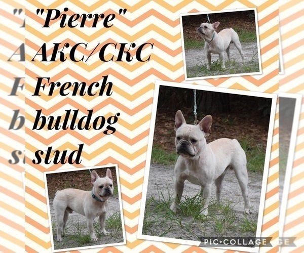 Medium Photo #1 French Bulldog Puppy For Sale in FORT STEWART, GA, USA
