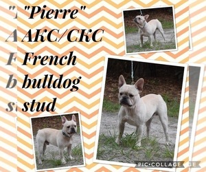 Father of the French Bulldog puppies born on 07/05/2019