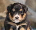 Small Photo #2 Miniature Australian Shepherd Puppy For Sale in WESTFIELD, MA, USA